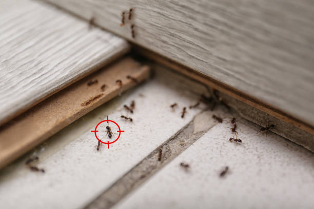 Best Commercial Pest Control Services  in Kayak Point, WA