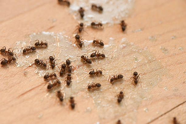 Wasp Removal Services in Kayak Point, WA