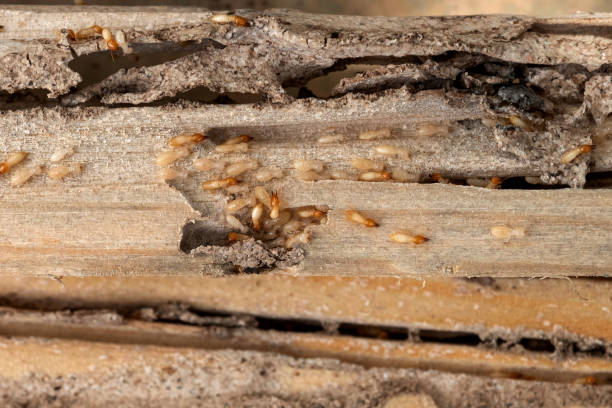 Pest Control Cost in Kayak Point, WA